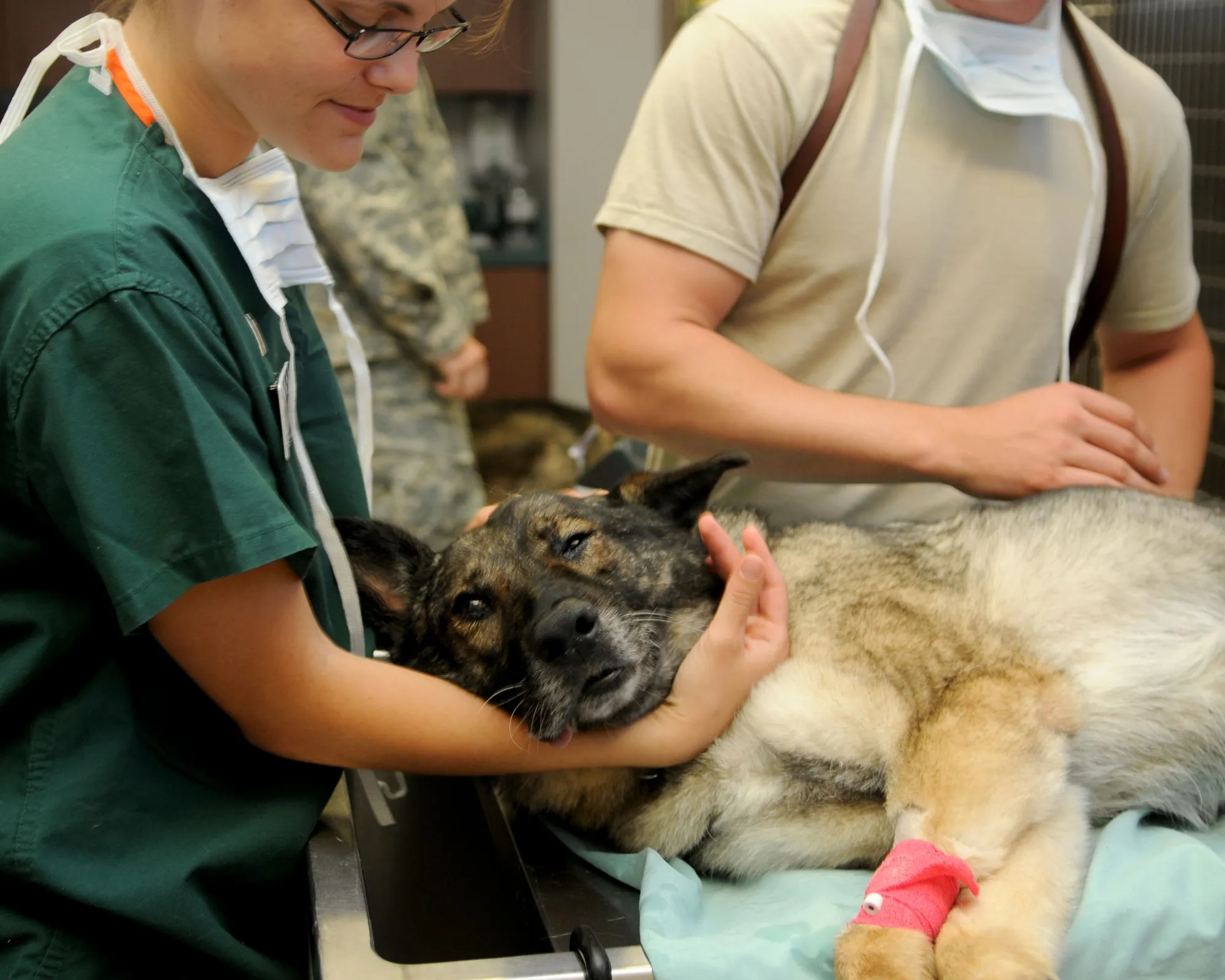 Veterinari, perché nel privato manca un contratto specifico come nel pubblico