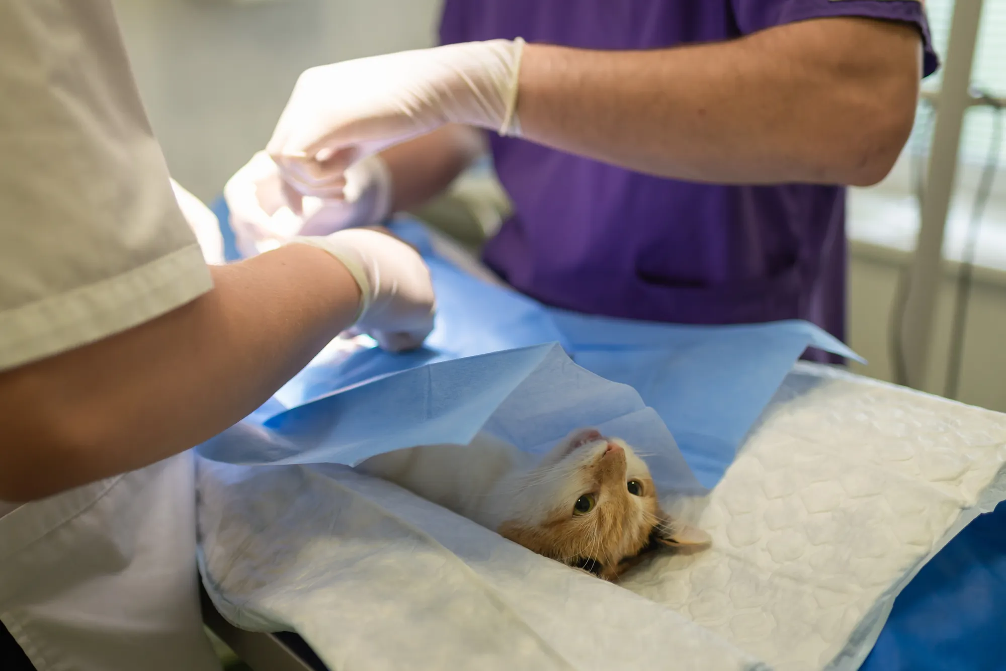 Medici veterinari, nel privato resta il vuoto di un contratto specifico