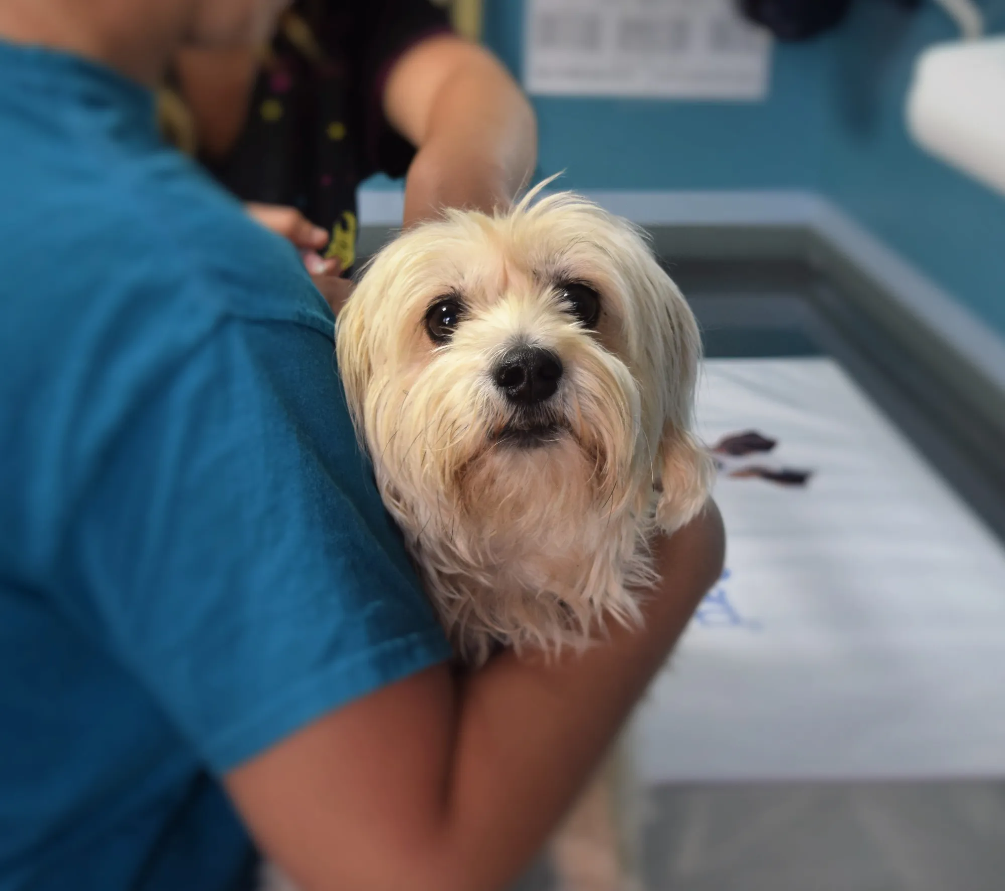 Veterinari, tutele diverse tra pubblico e privato: cresce il caso contratti