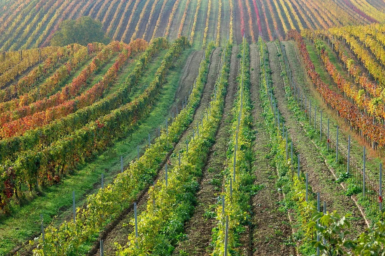 Agricoltura, la macchina dei sostegni mobilita 2,95 miliardi da gennaio