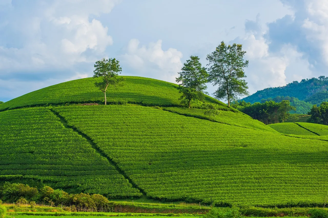 AgriCat, oltre 101 milioni per proteggere i produttori dai danni catastrofali