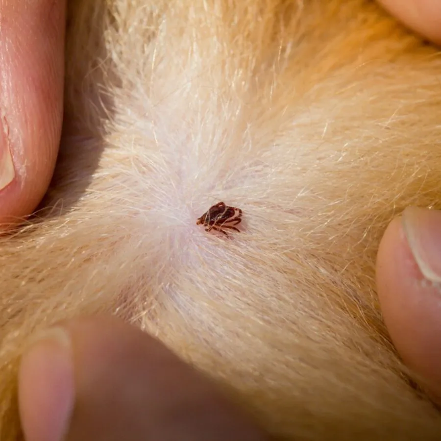     Zecche in aumento in Italia, l’allarme di Artemisia Lab: «Cresce il rischio di infezioni»