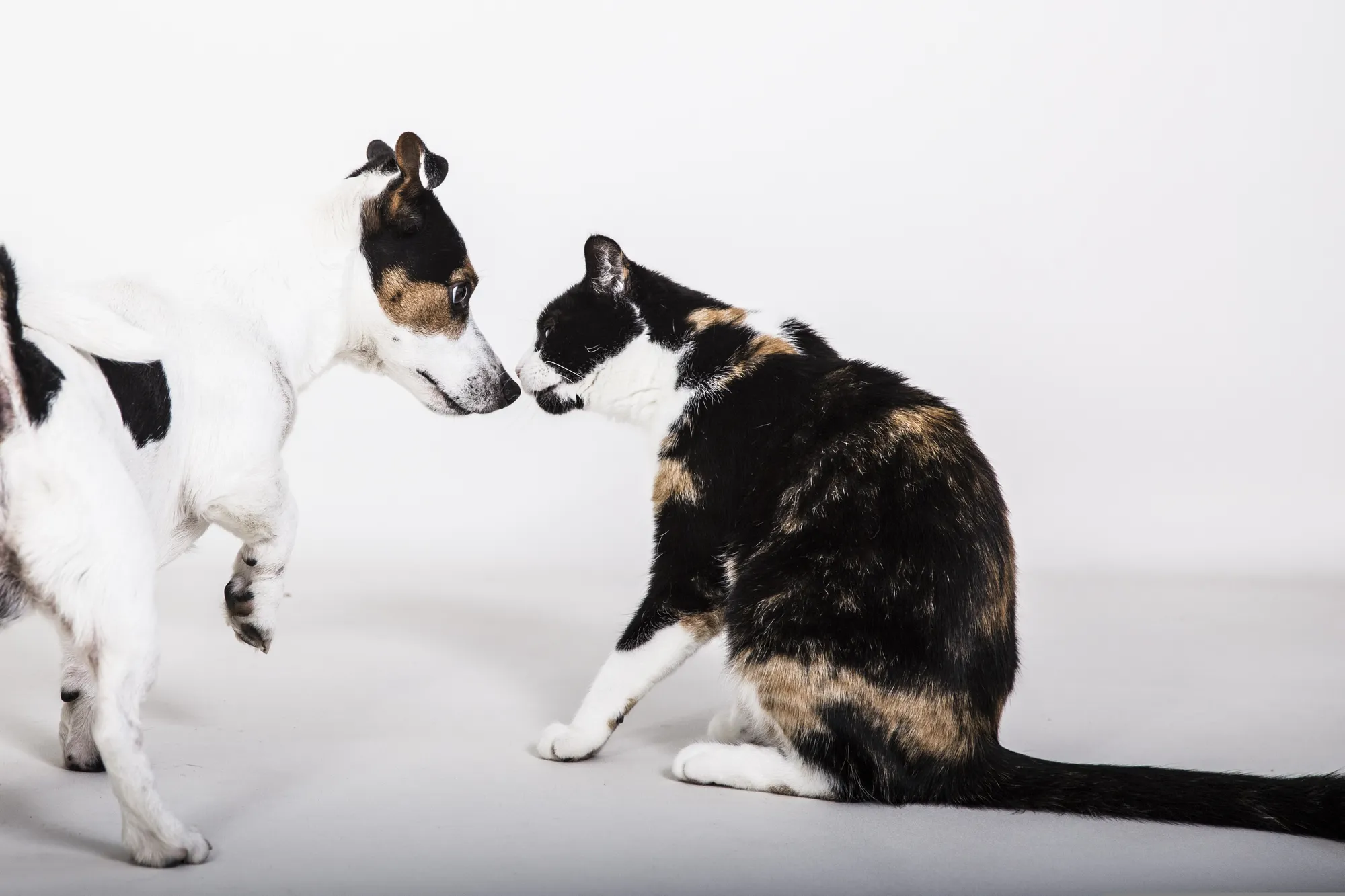Addio a cani e gatti, nasce il Ponte dell'Arcobaleno digitale: foto, storie e dediche per ricordarli
