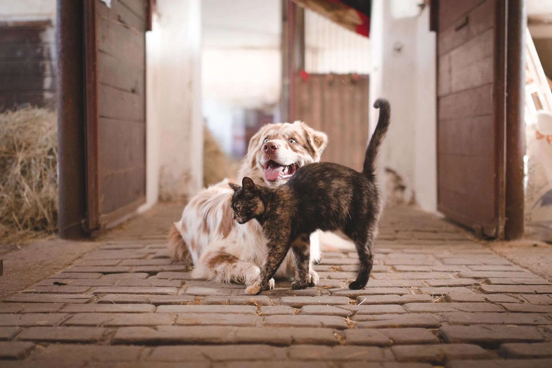 “Era solo un cane”: la scienza smentisce il pregiudizio, nasce il cimitero digitale dei ricordi