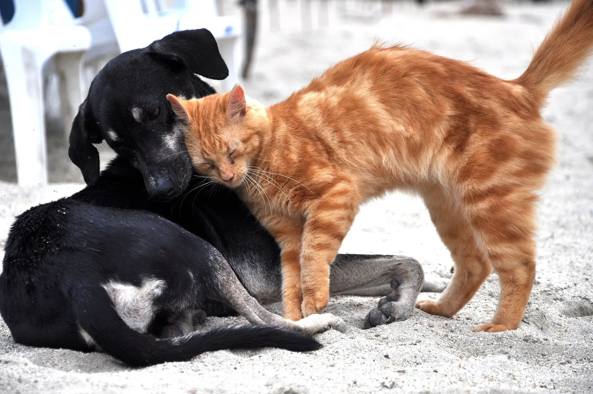 Animali, il dolore di perderli è come un lutto familiare: nasce il memoriale online gratuito