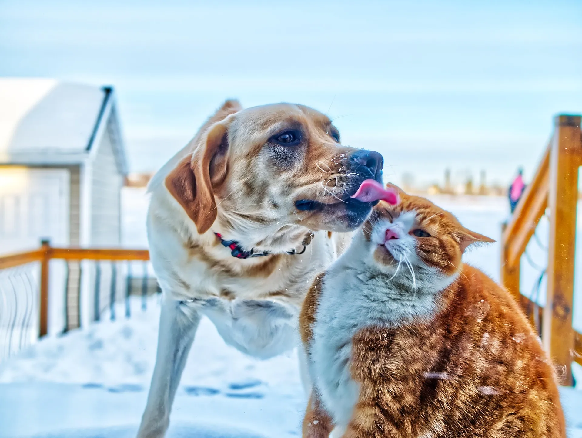 Perdere un cane o un gatto fa male come perdere una persona cara: nasce lo spazio per ricordarli