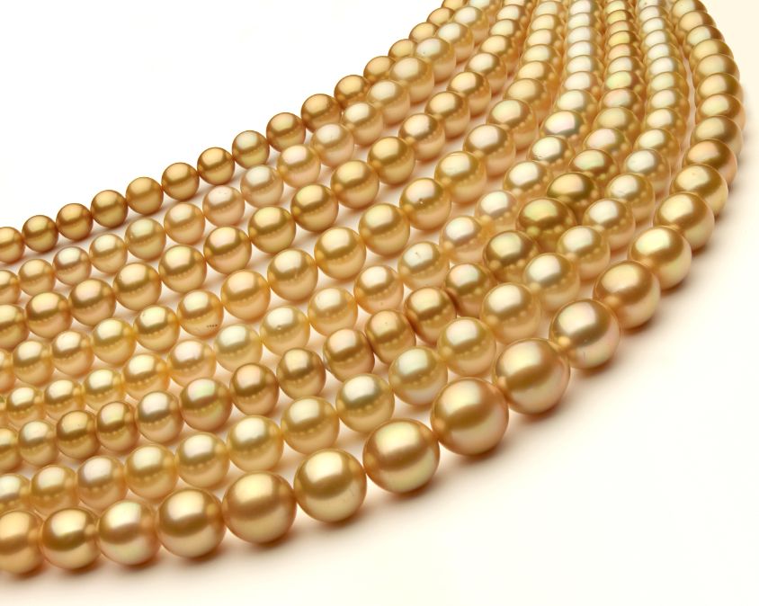 2023 Golden South Sea Pearl Harvest