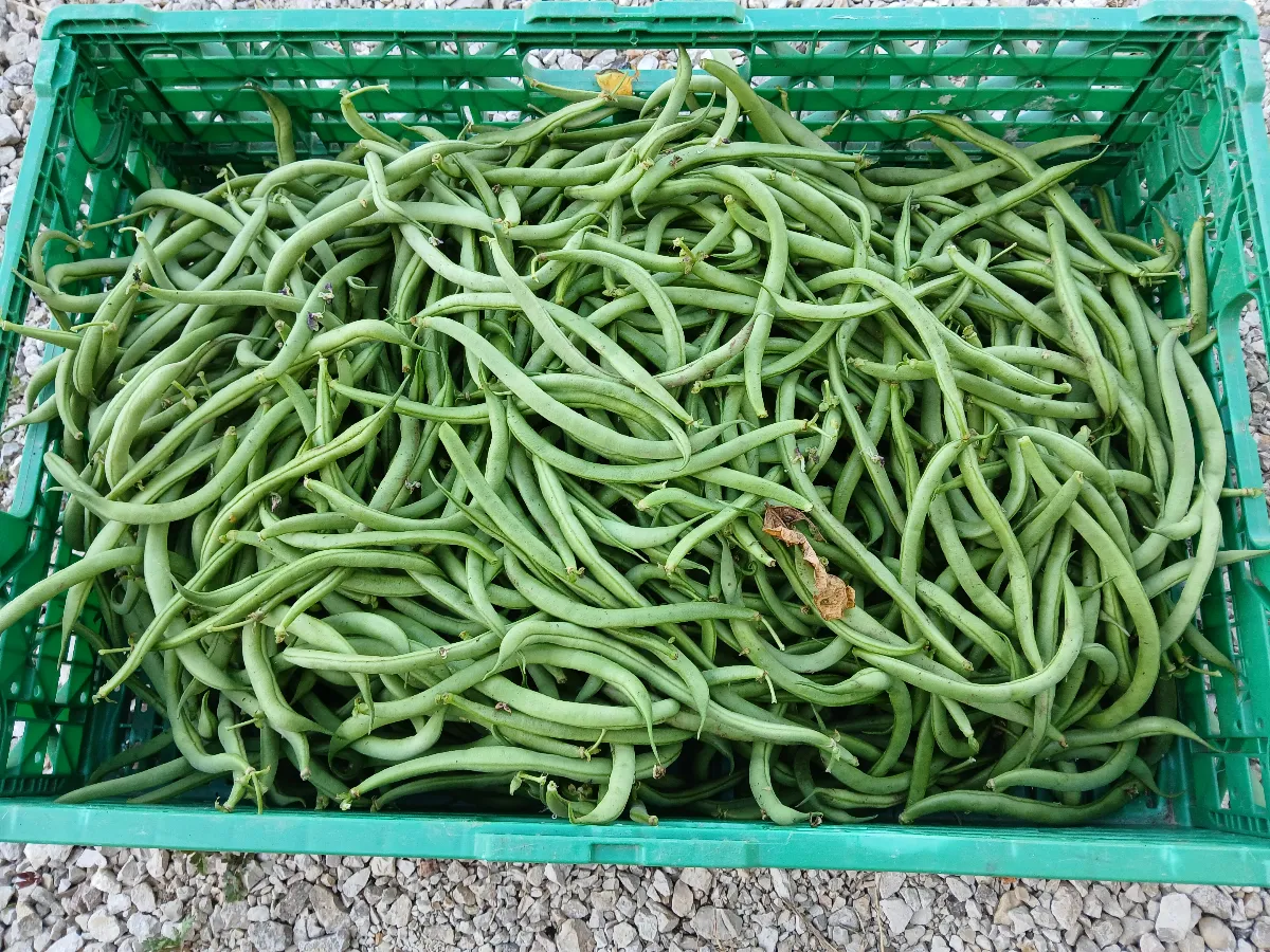 Haricot vert
