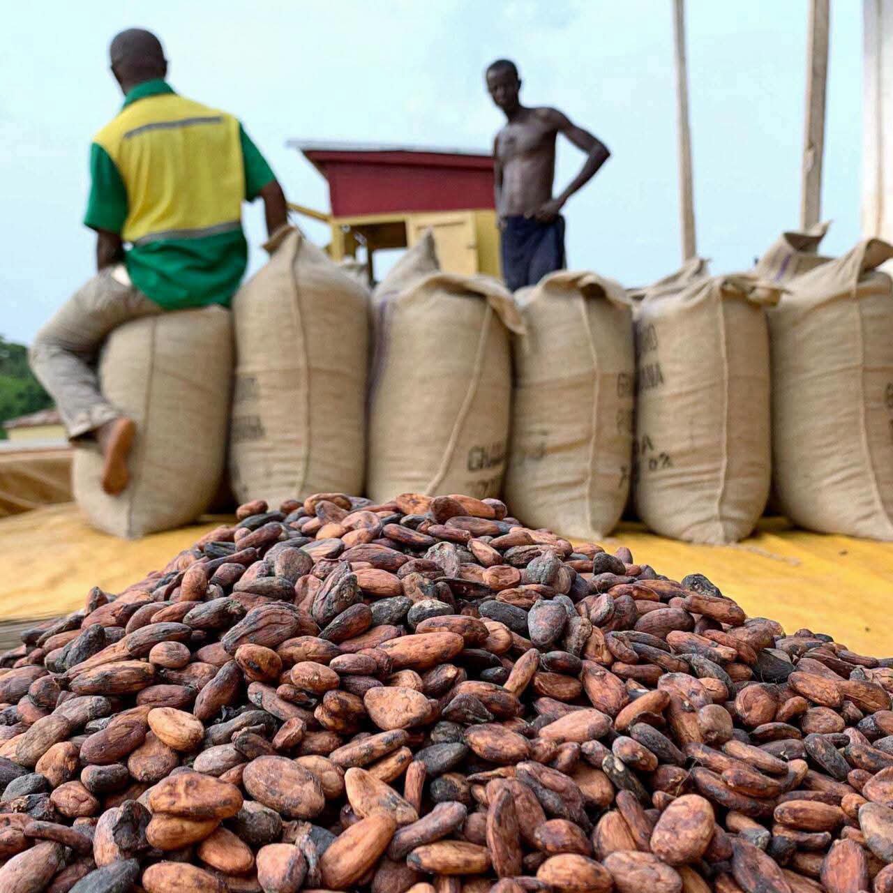 Cacao