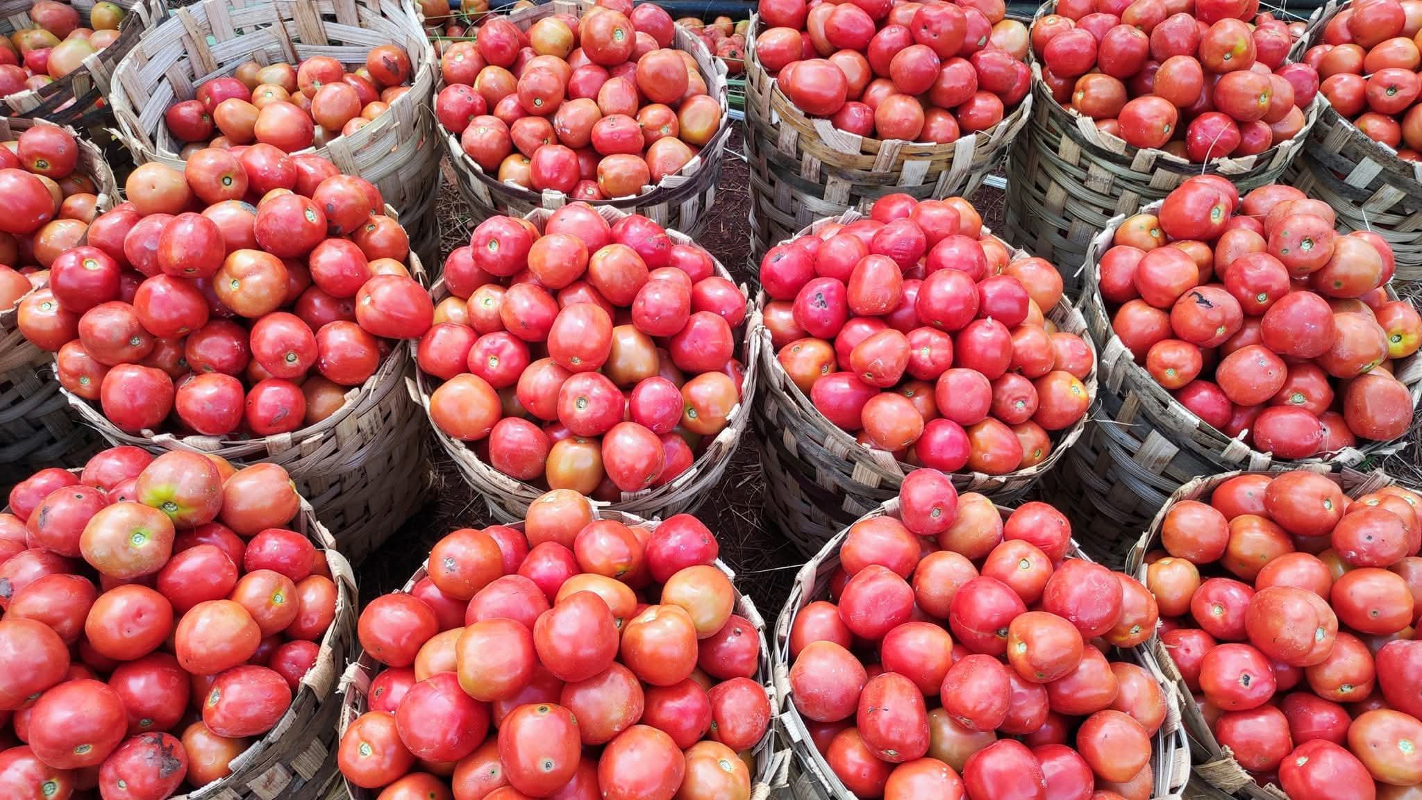 Prix du cajeot de tomate