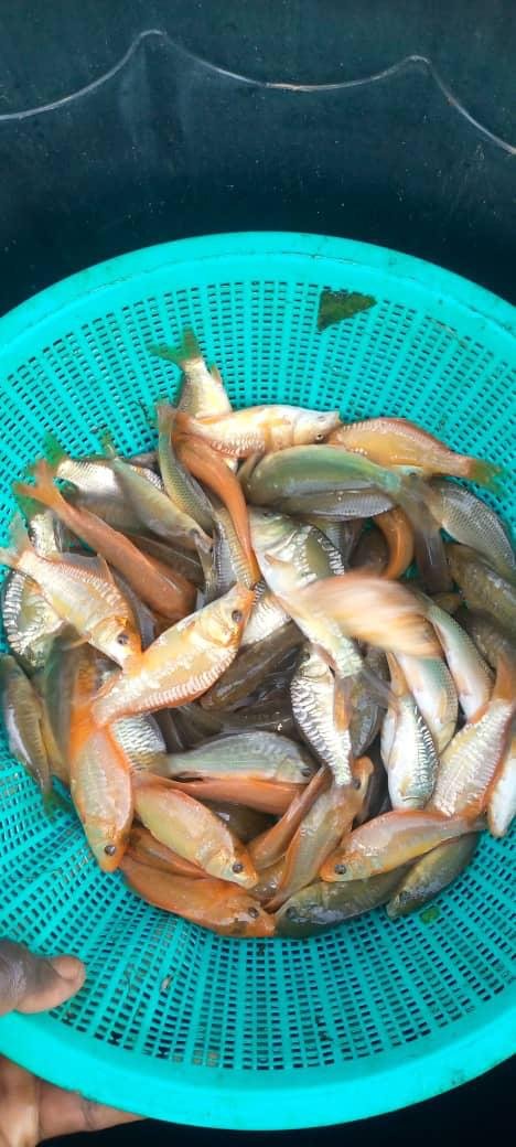 ALEVINS DE CARPES
