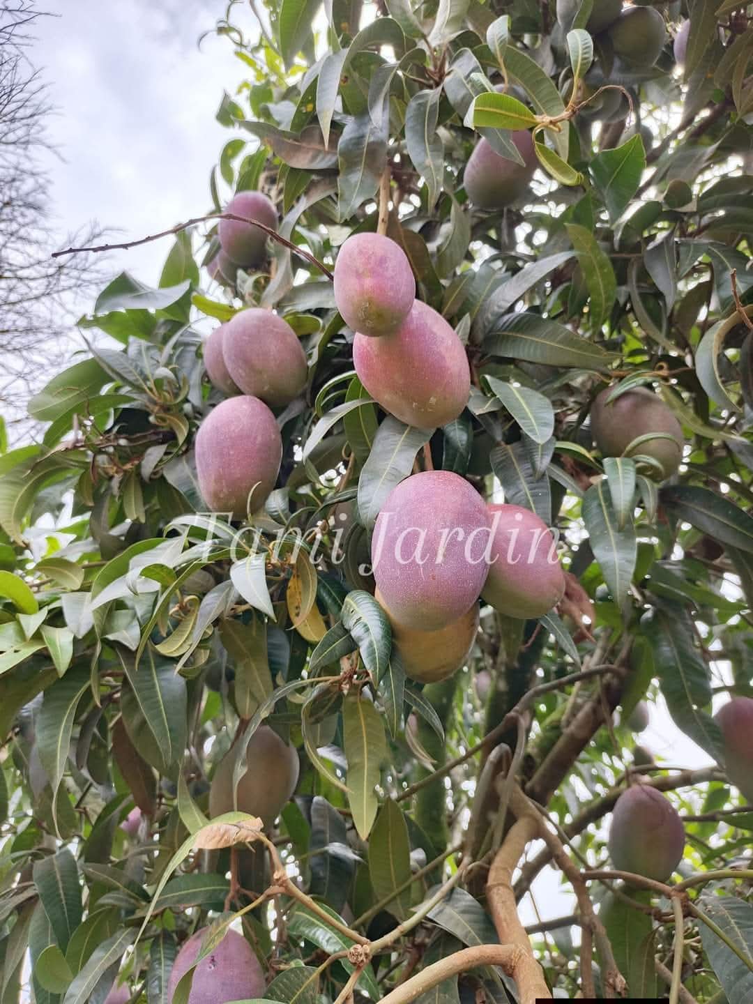 Mangue Kent