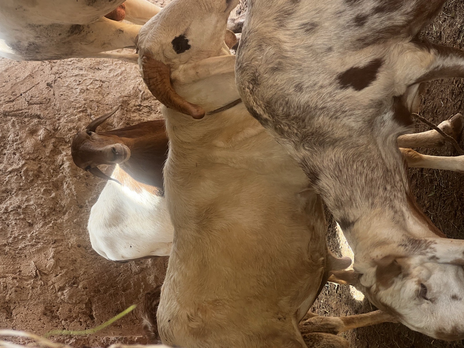 mouton bœuf