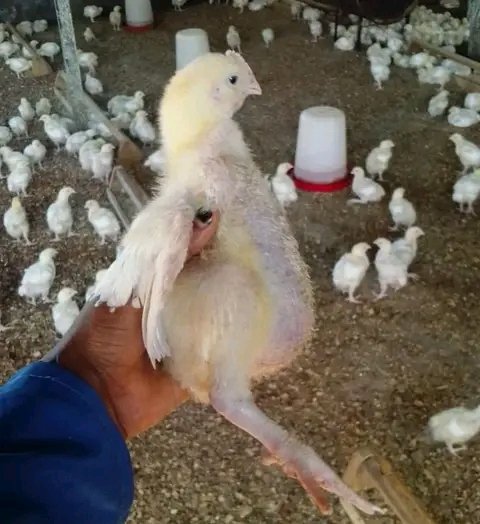 poussin 21 jours — photo 1