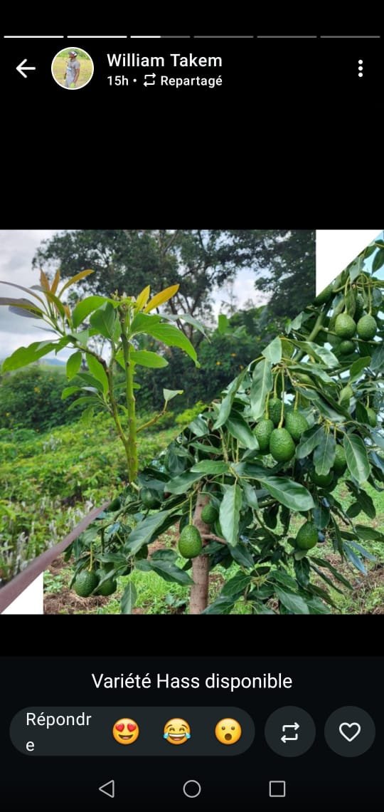 plant d'avocatier gréffé