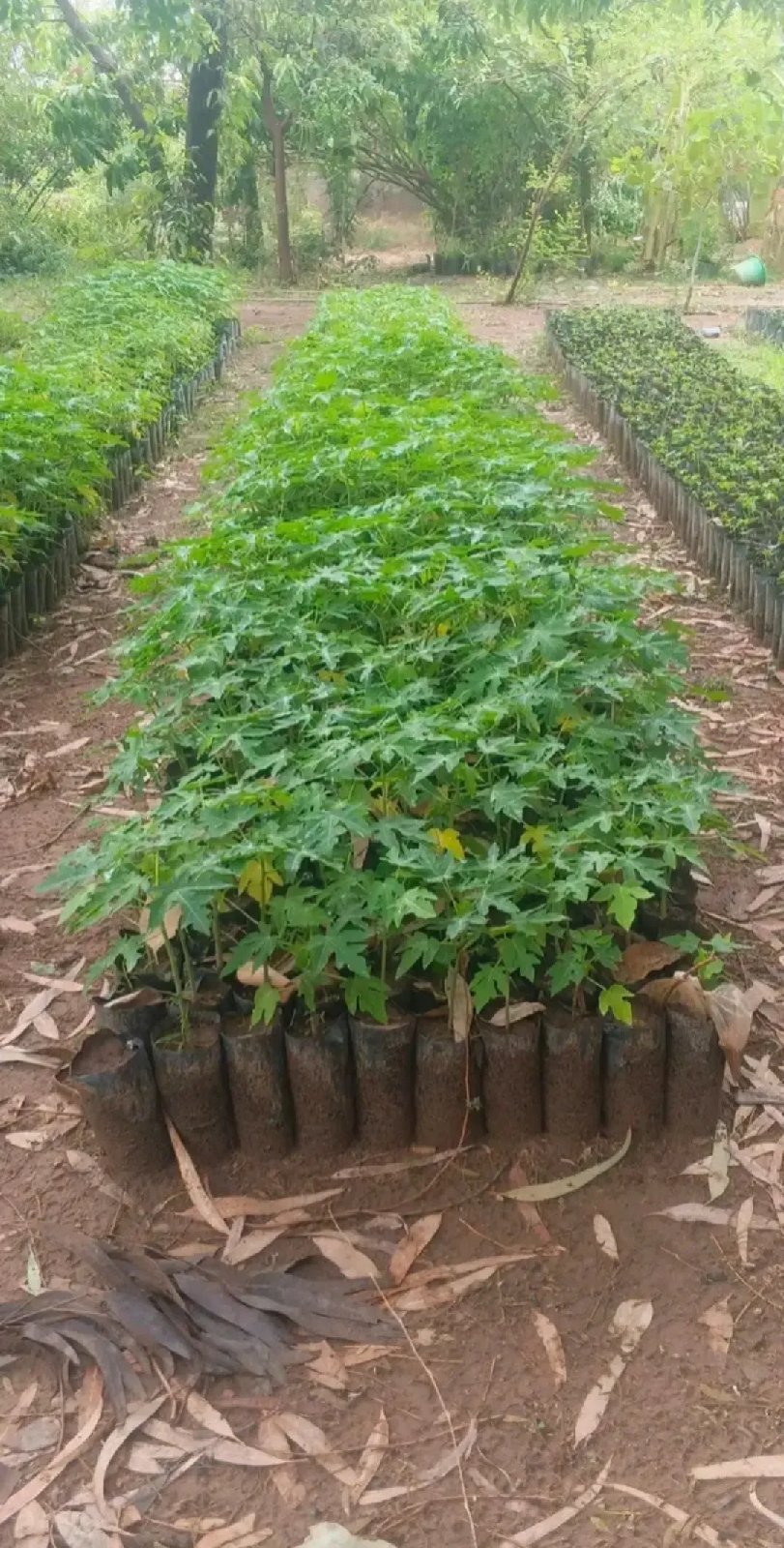 variété de papaye red roya calina solo