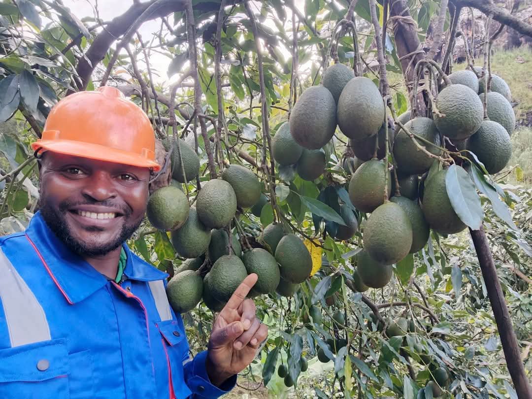 avocatier