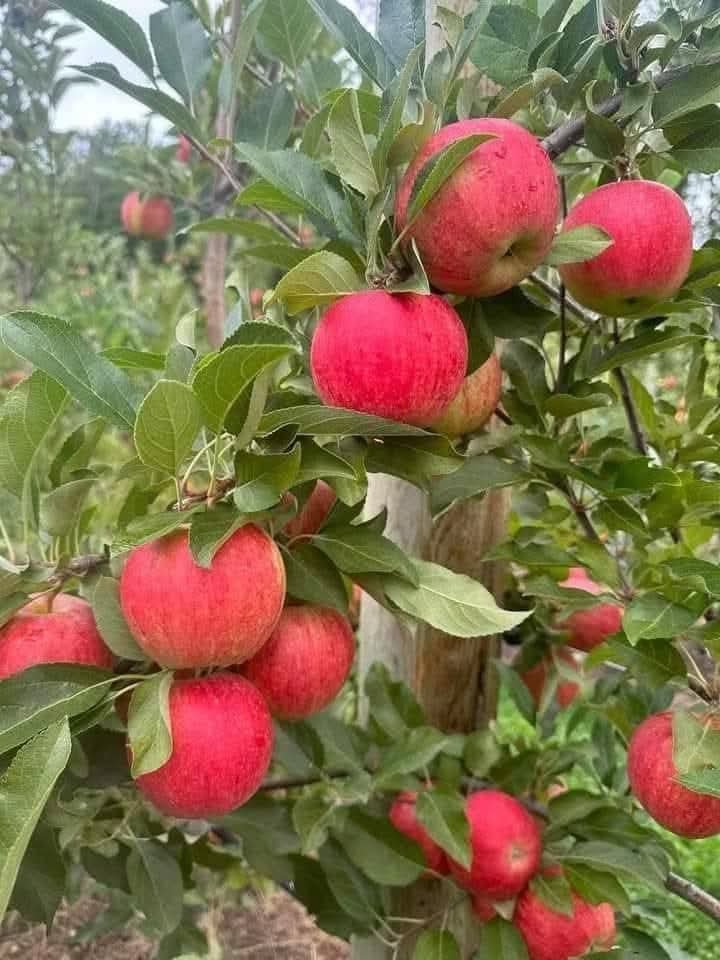 Pommier