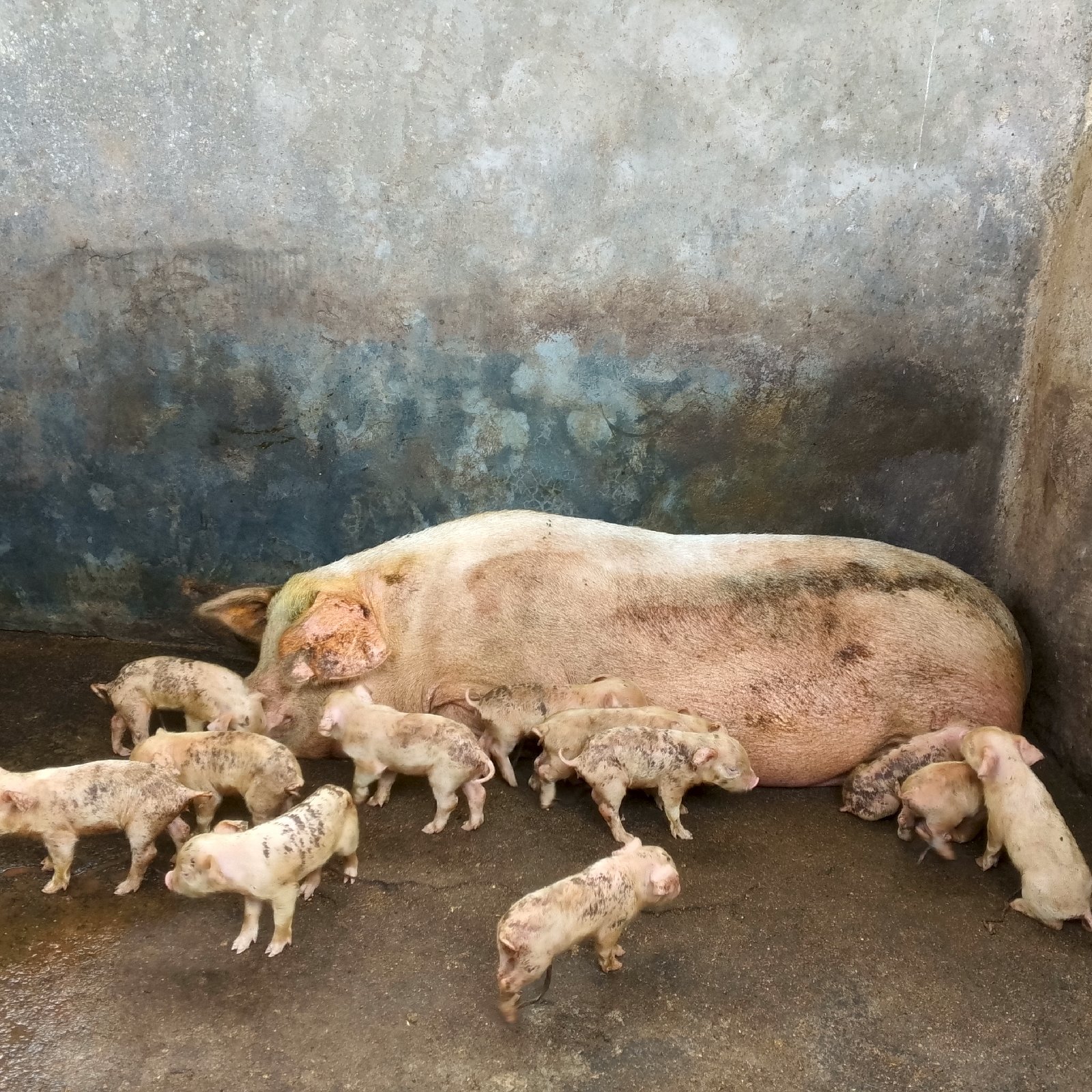 castration, vaccin alimentation porcin
