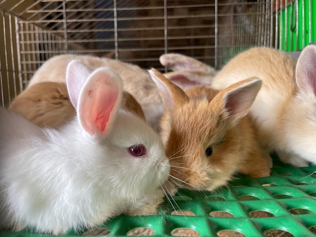 Lapin de qualité