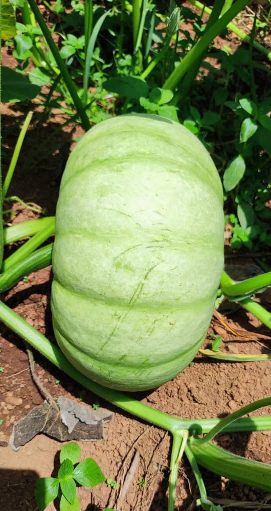 semence courge précoce farineuse