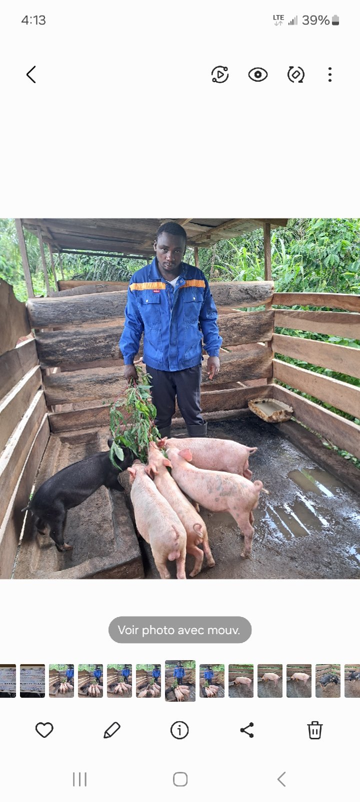 porc en début de croissance