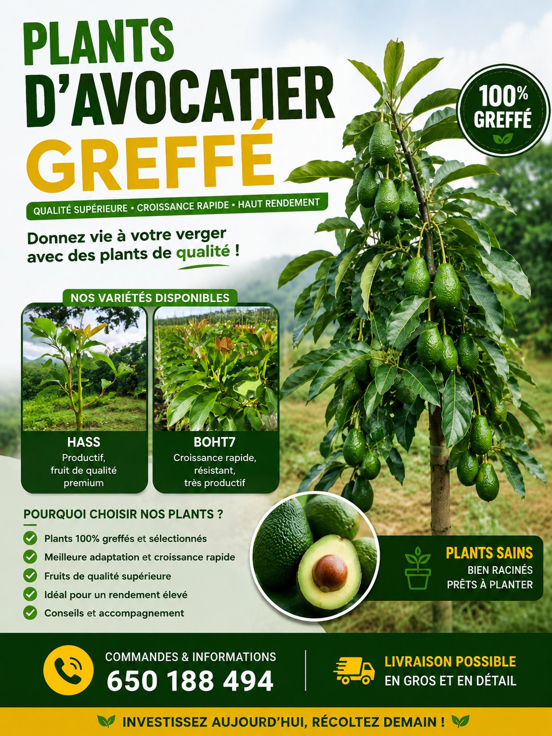 plants d'avocatier gréffé