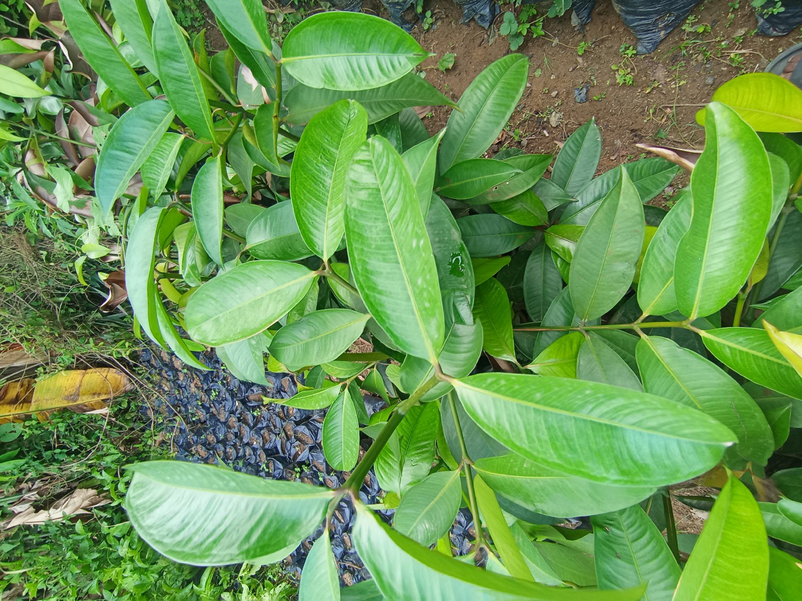 plants de mangoustan