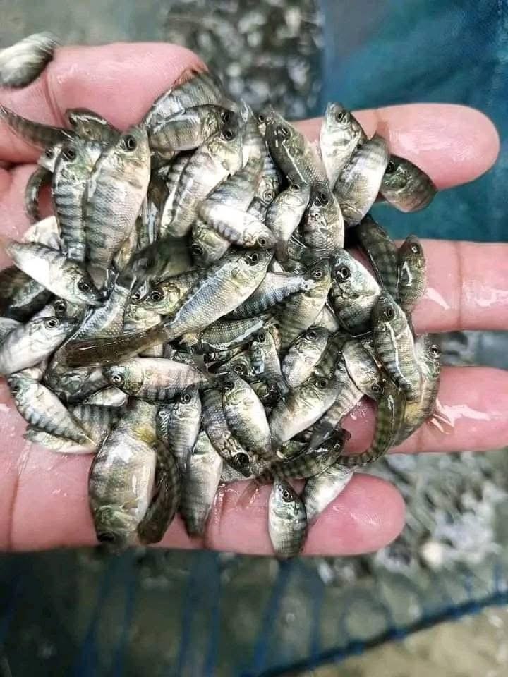 ALEVINS DE TILAPIA