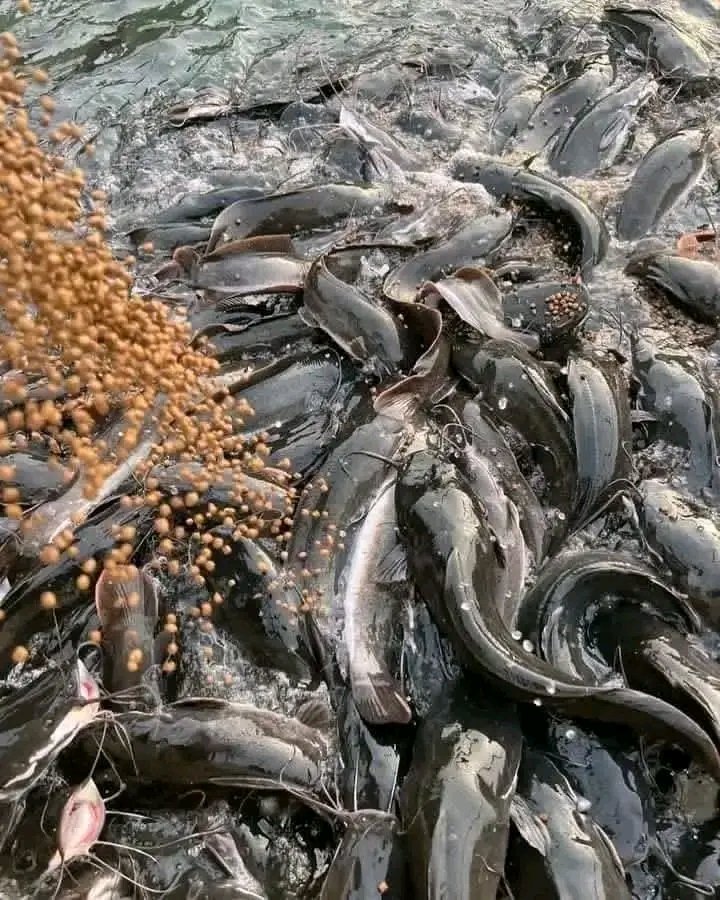 poisson silure