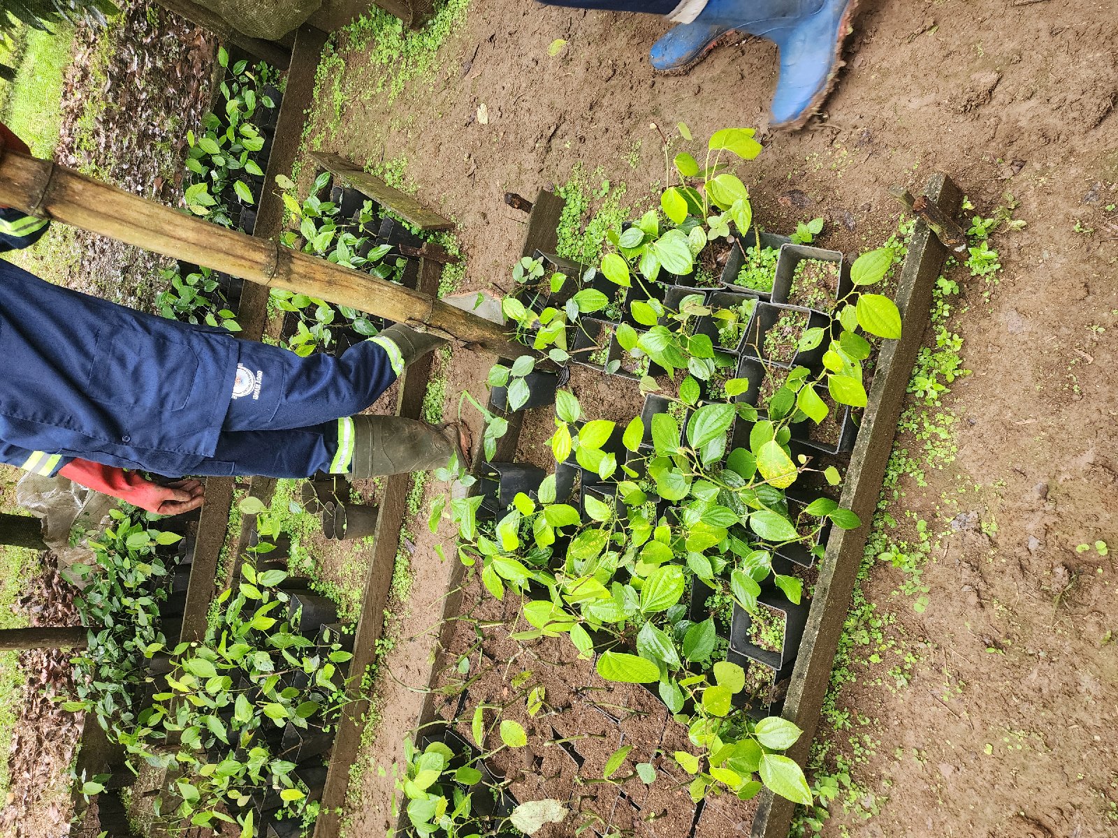 Plants de poivre de qualité disponibles