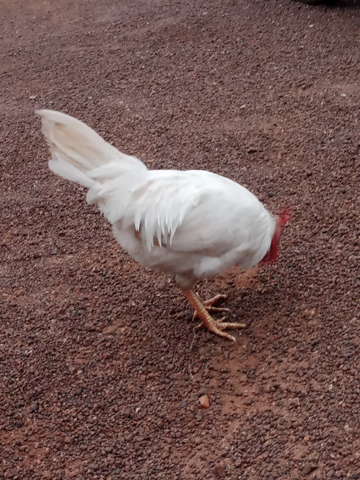 Titre : Poulets Locaux Vivants - Frais du Jour - Lomé AdidogoméDescription :Vente poulets