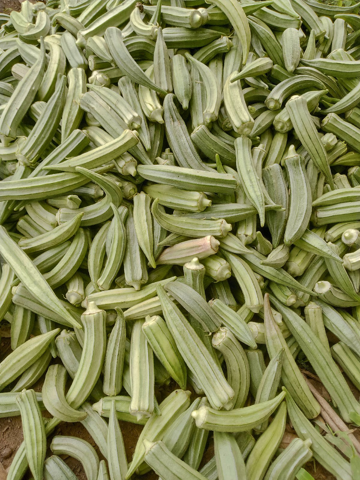 Gombos frais récoltés ce matin. Bien verts, tendres et sans produit chimique. Parfait pour