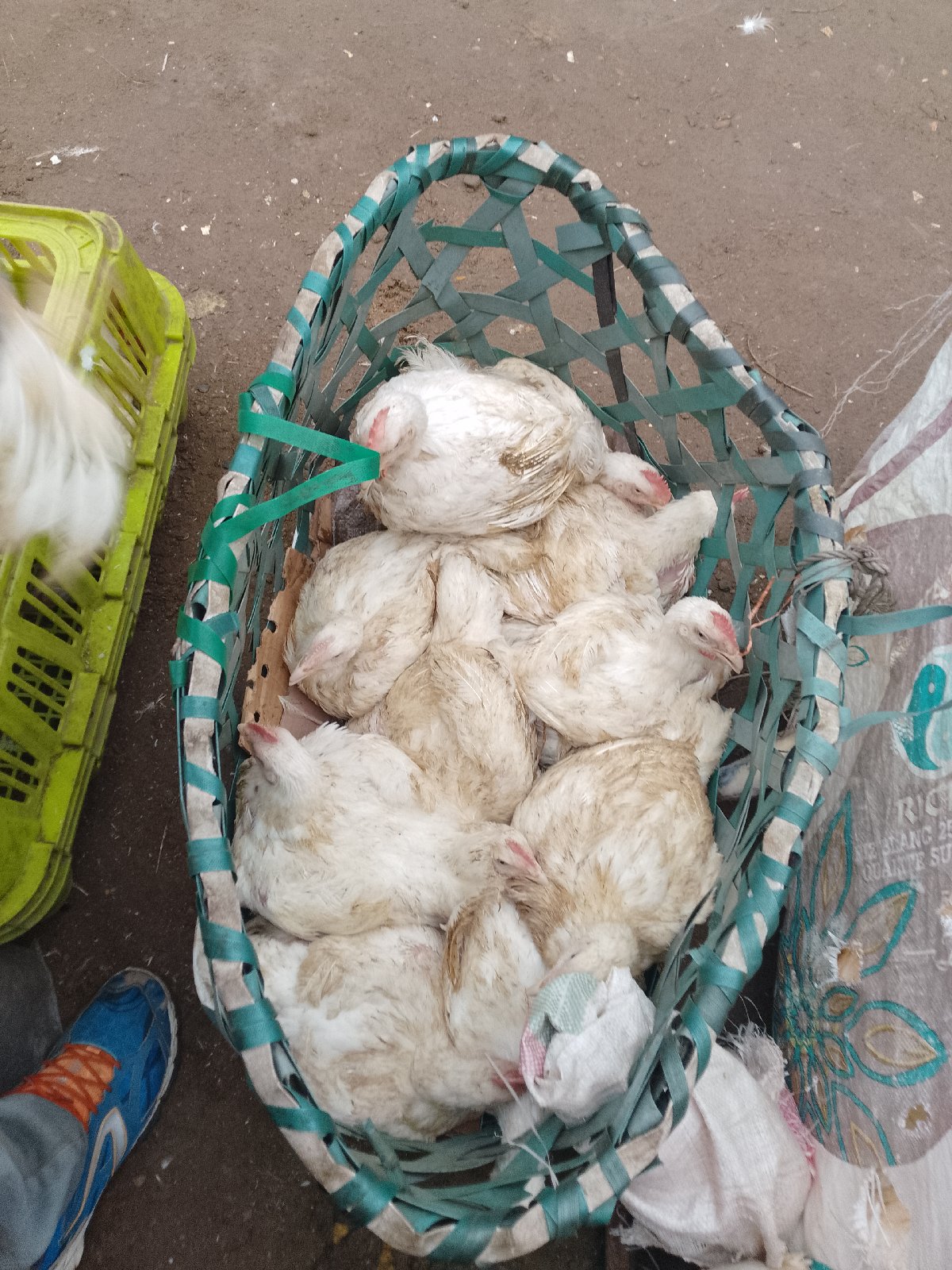 poulets de chair — photo 1