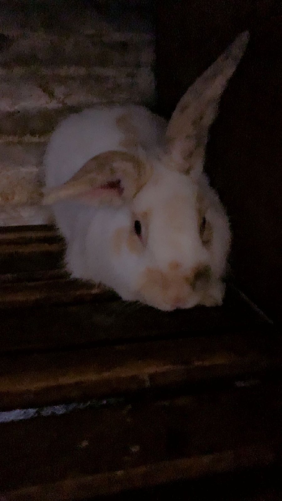 lapins de reproduction ou de consommation