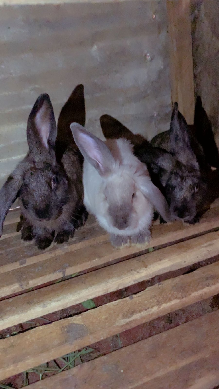 lapins mal de reproduction ou de consommation