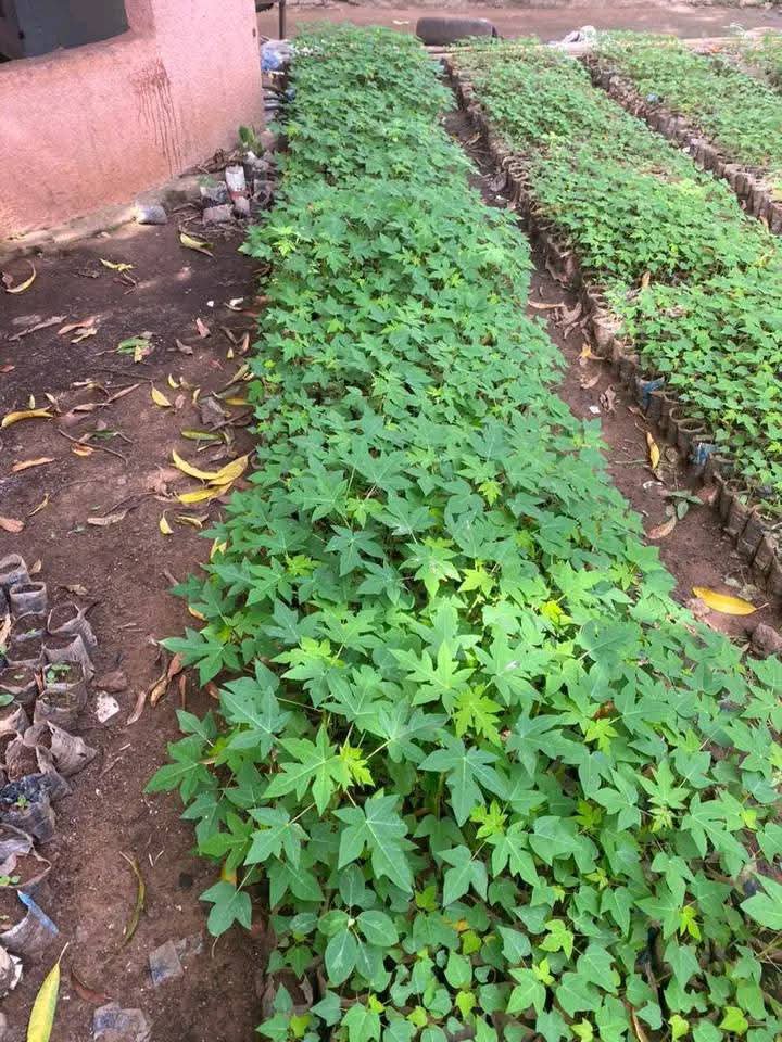 plants de papaye calina ipb9