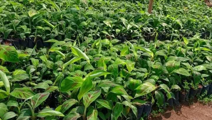 Les PIF : des plants sains, homogènes et productifs