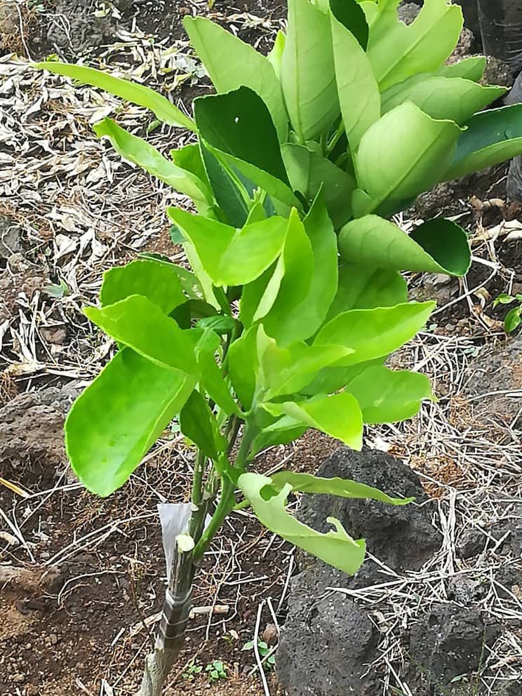 🍊Plants d'agrumes :🍋 qualité, vigueur et forte productivité🌳