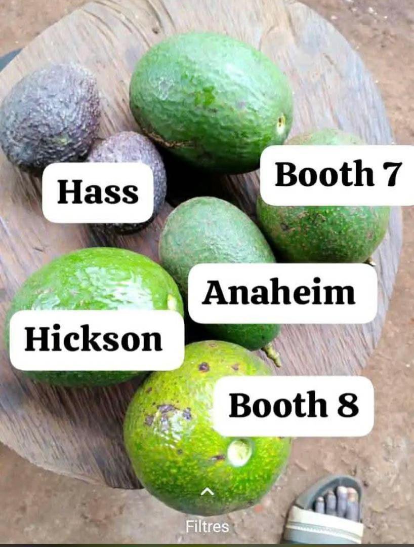 🥑 Plants d'avocatiers : vigueur, qualité et rentabilité