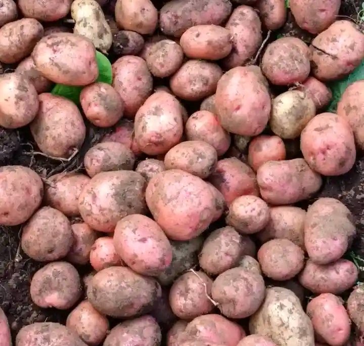 pommes de terre rouge à vendre