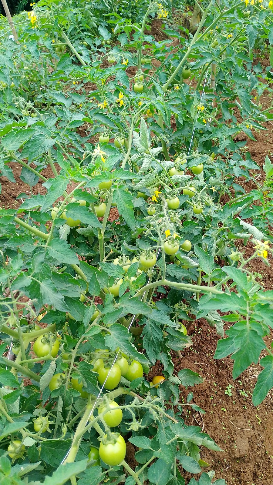 tomates disponibles dans 2 semaine