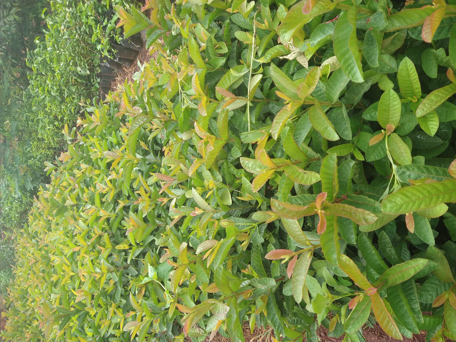 goyaves rouges très sucrée et charnû