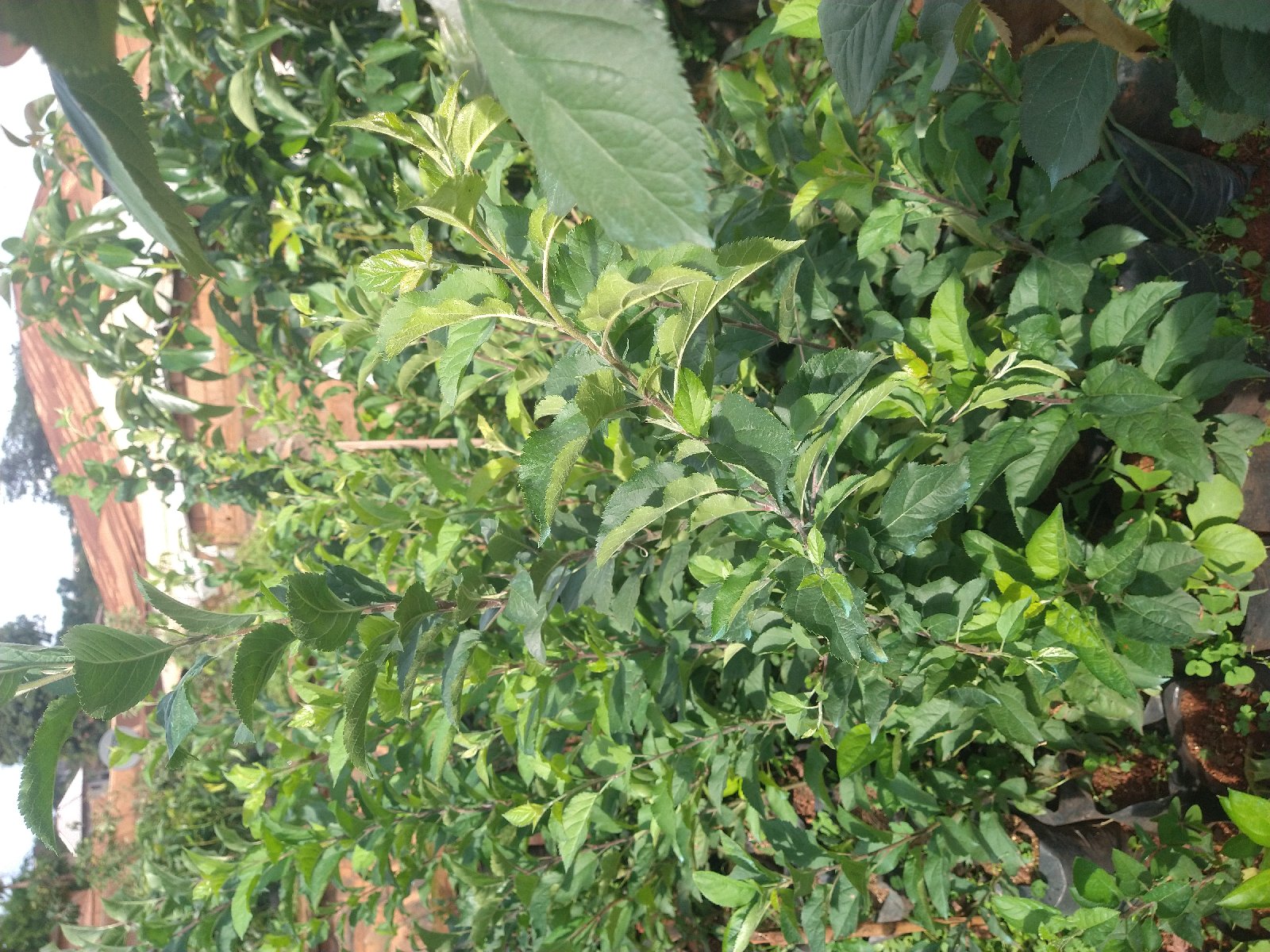 Plants de pommiers disponible