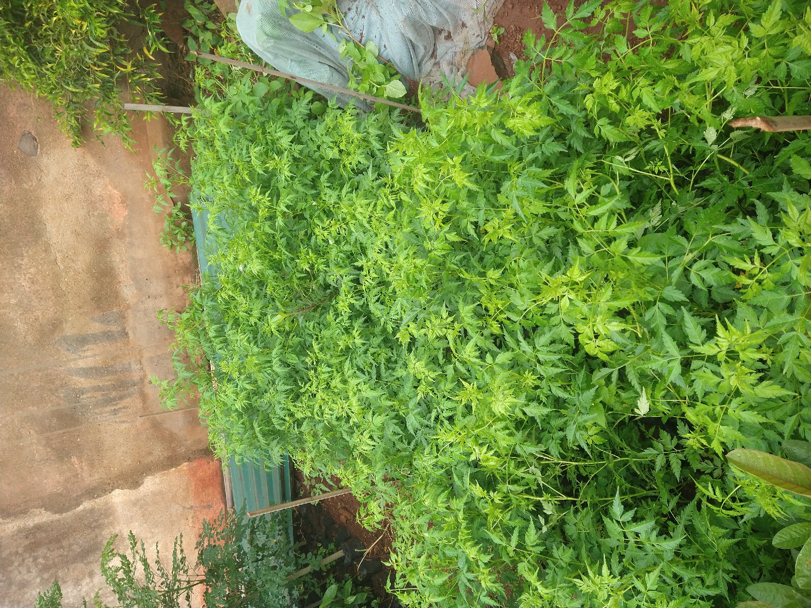 Plants de neem