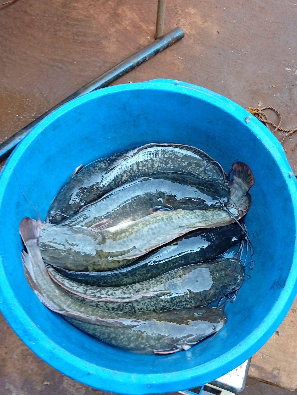 Poisson d'eau douce
