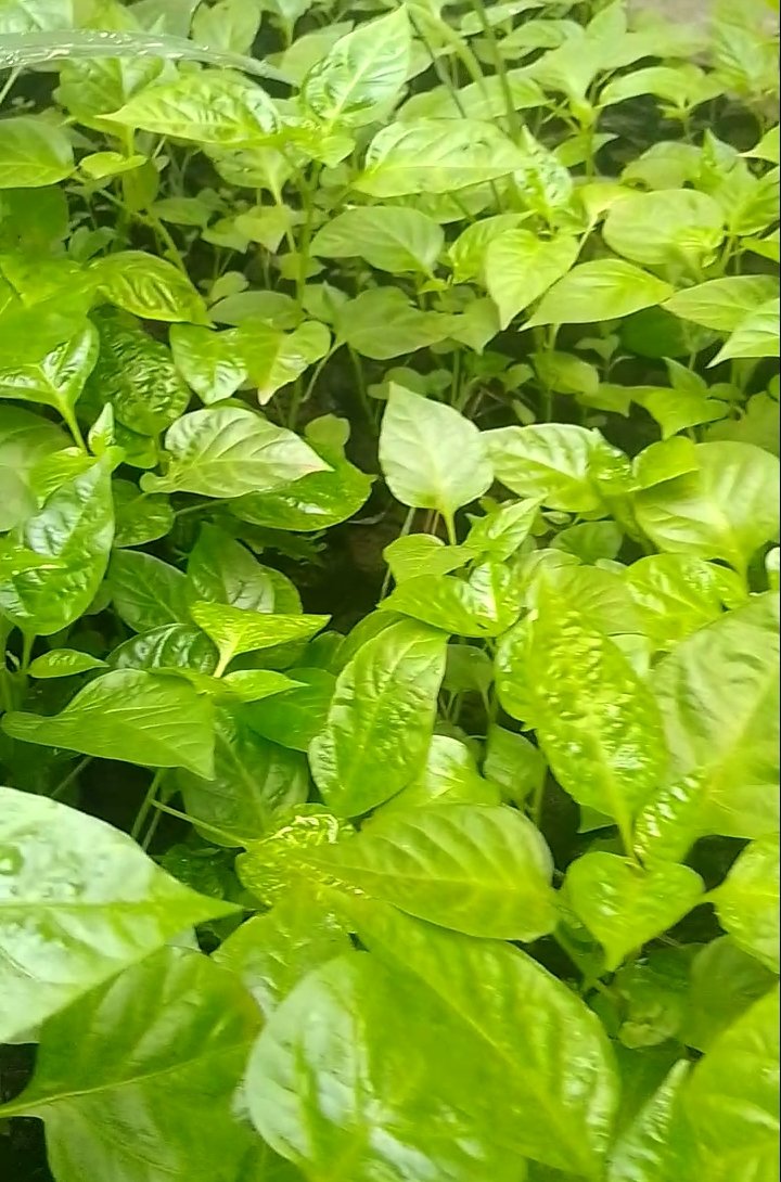 pépinière de piment (pistier)