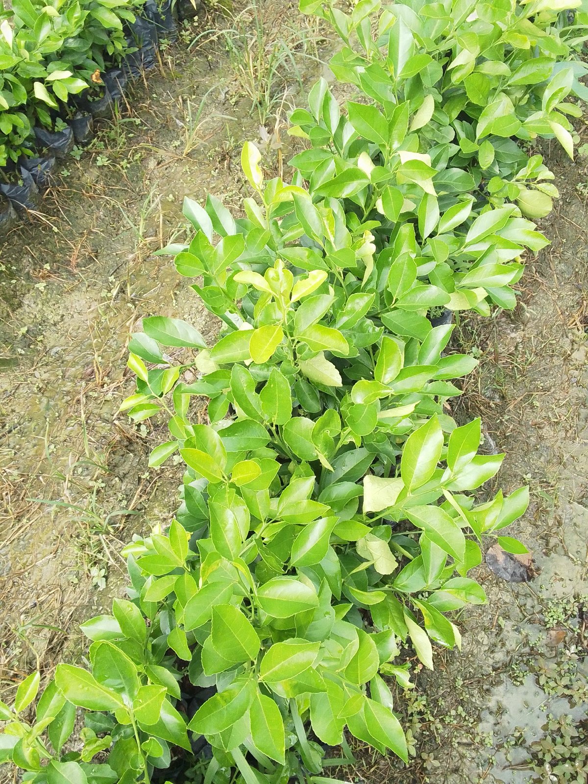 citron Meyer