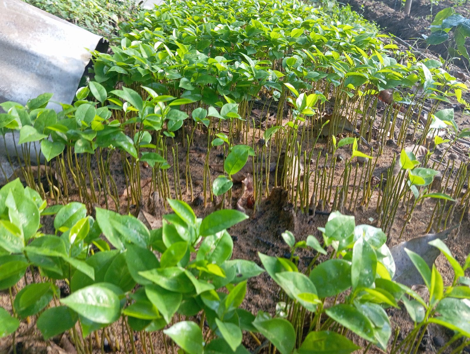 plants de corossolier