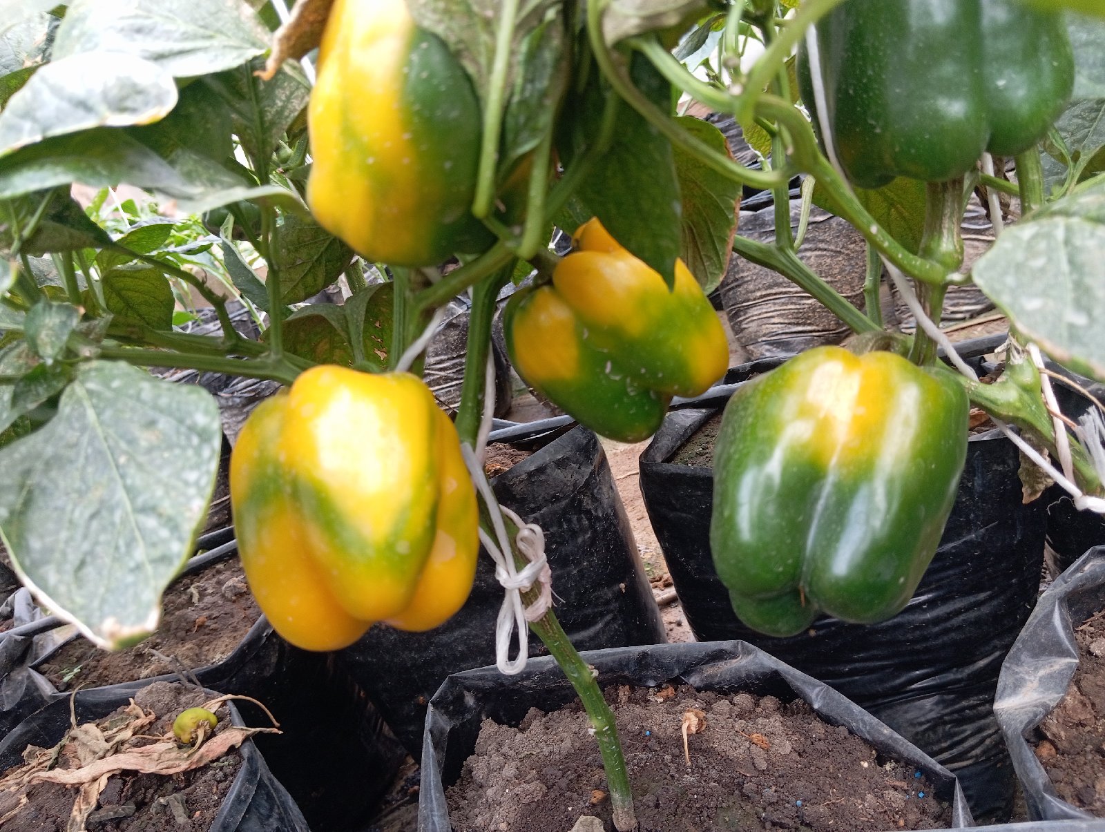 semences de poivrons de couleur
